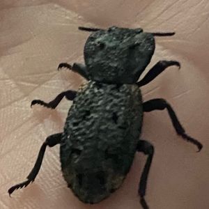 Meet your Posher, Marcia